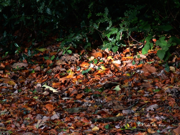 Bois des moutiers fall 2012 (25)